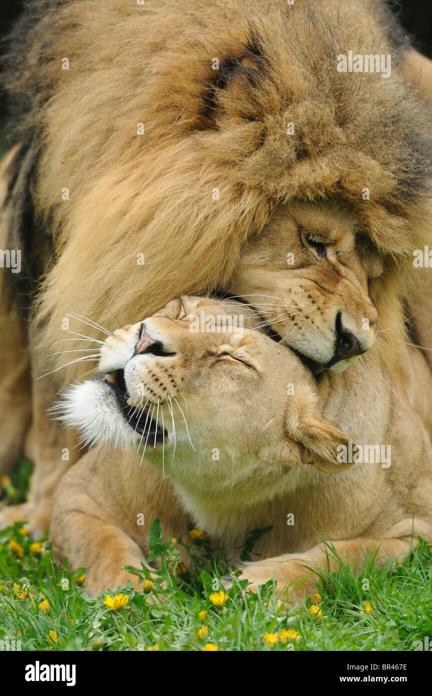 Lions (Panthera leo) mating Stock Photo - Alamy