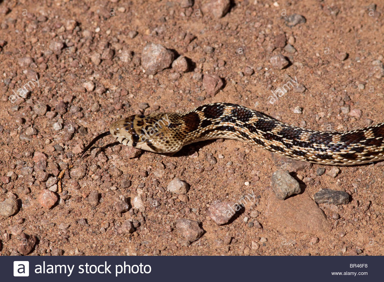Gophersnake Pituophis Catenifer Gopher Snake Arizona Stock Photo
