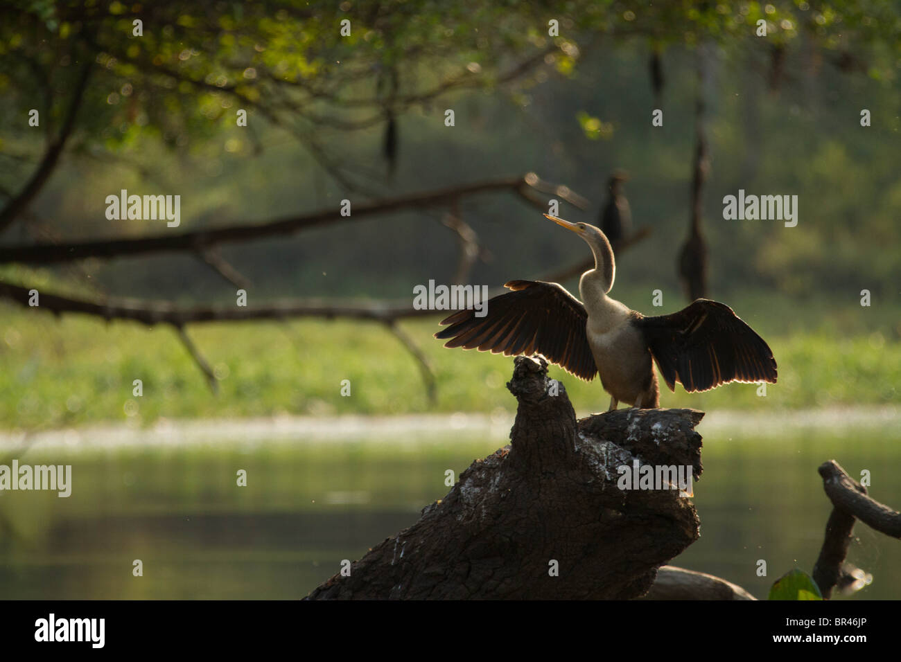 Anhinga bird sunning/drying itself while perched on a dead log against