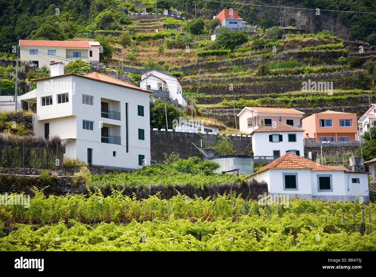 Seixal Homes on terraced slope Madeira Stock Photo Alamy