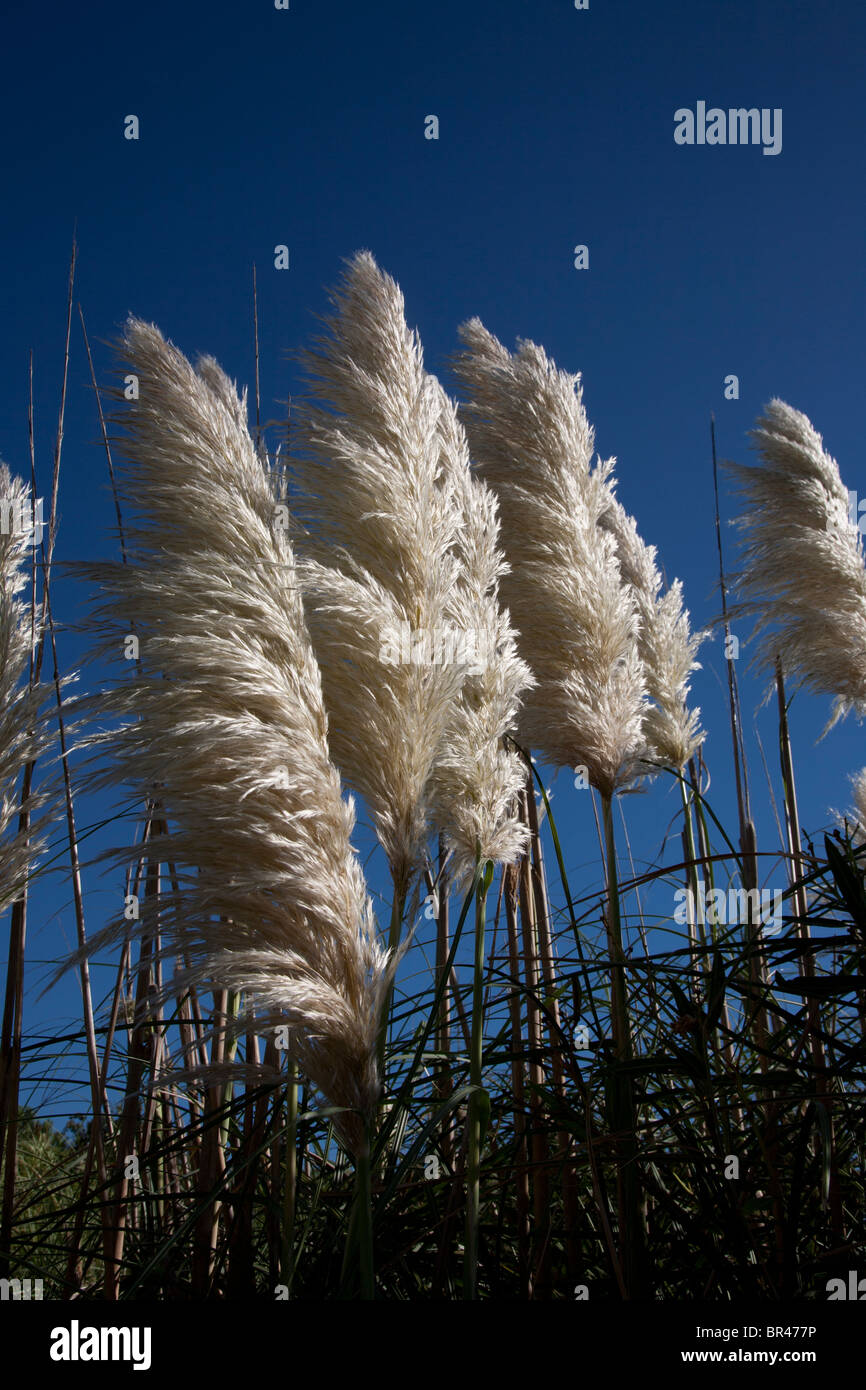 Pampas grass against a blue sky Stock Photo Alamy