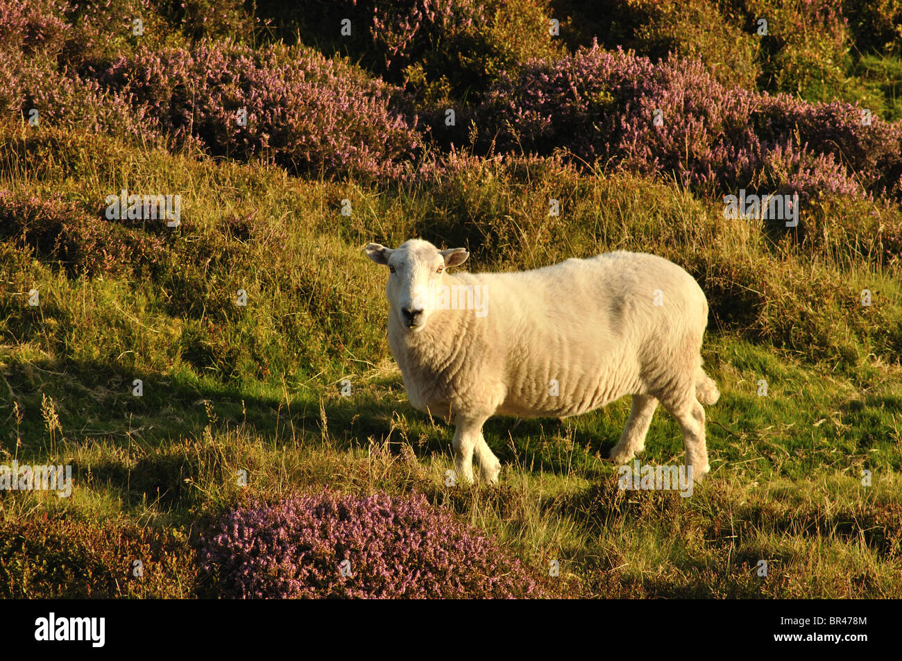 Crymych hires stock photography and images Alamy