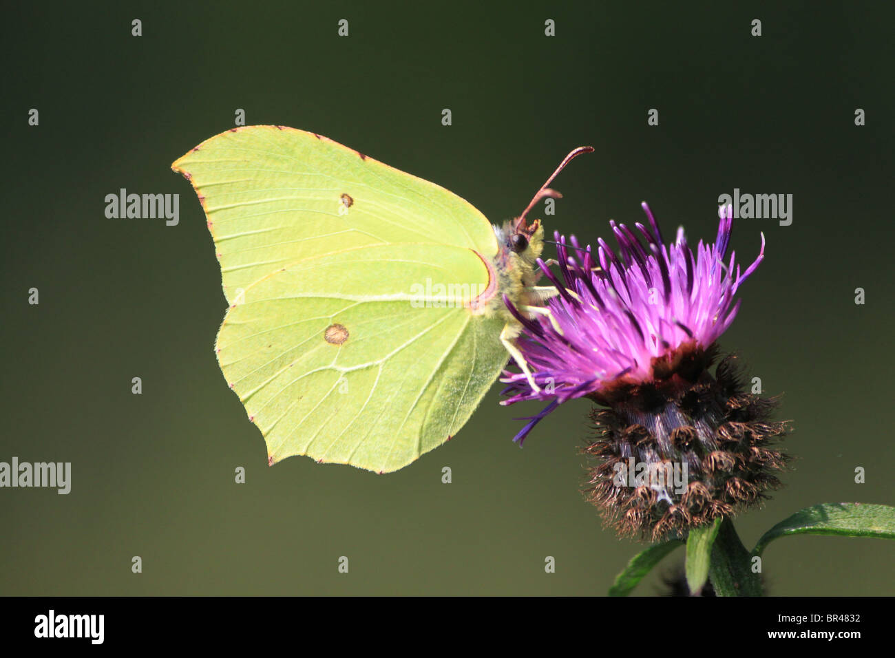 Brimstone butterfly (Gonepteryx Rhamni) feeding on common knapweed (Centaurea Nigra). Stock Photo