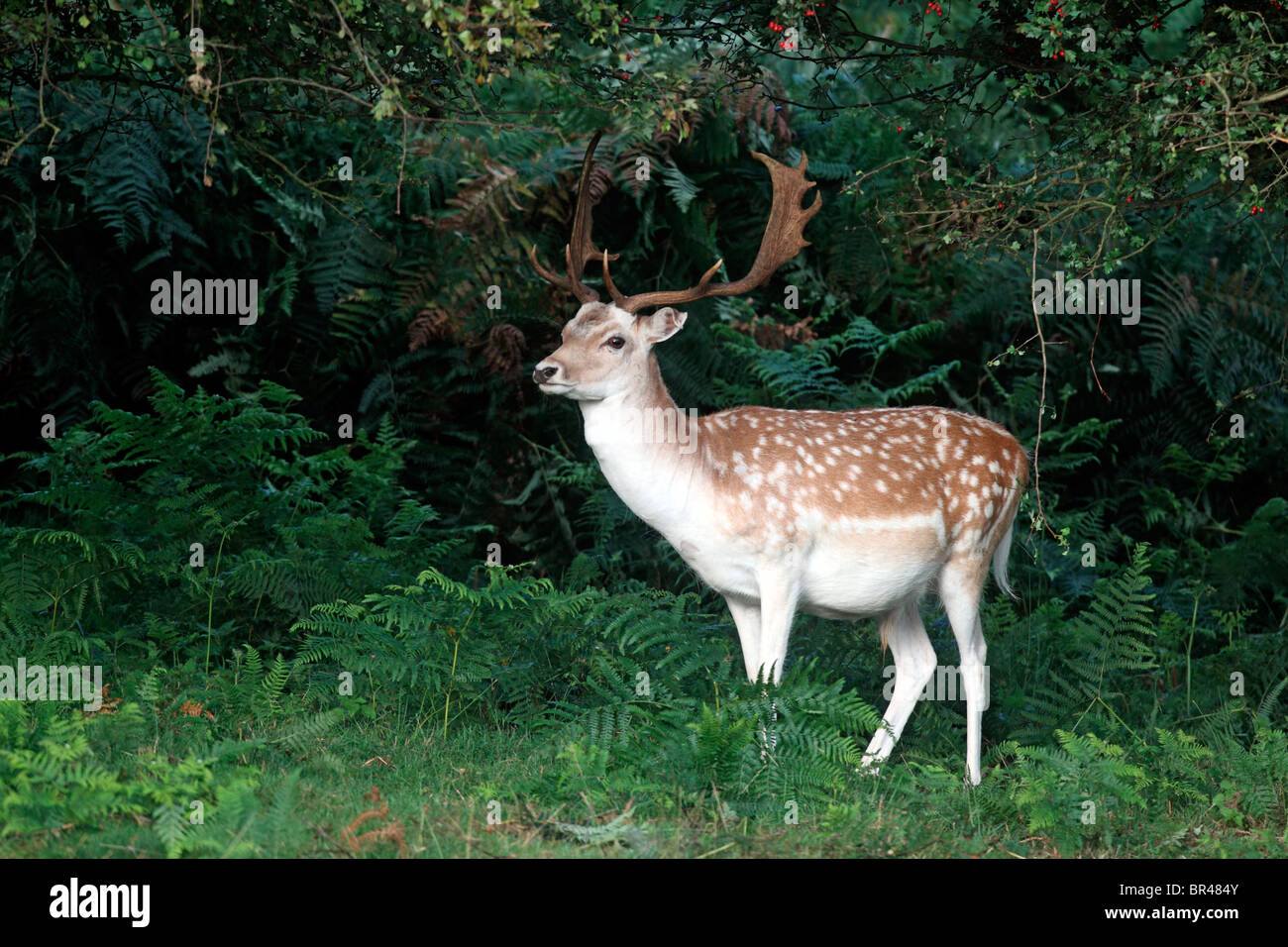 Fallow deer, Dama dama, single male on grass, Kent, September 2010 Stock Photo