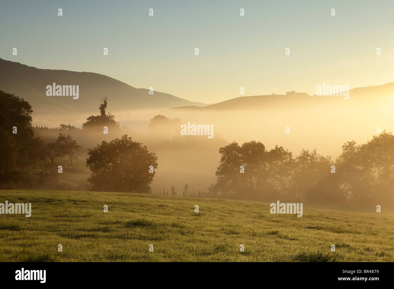 Trees in a misty field hi-res stock photography and images - Alamy