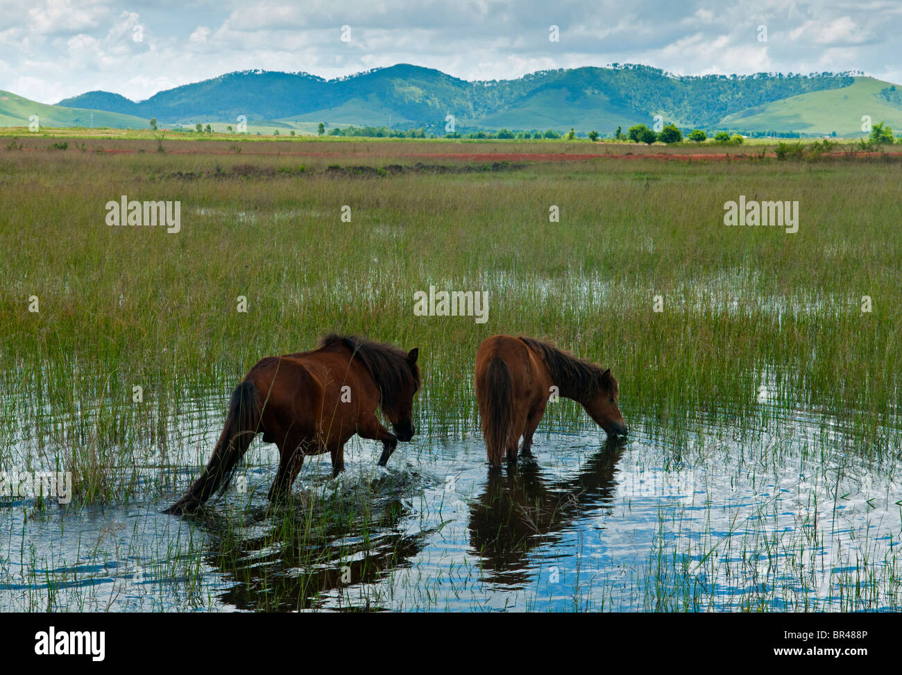 miniature horses on the Plain of Jars in Laos Stock Photo
