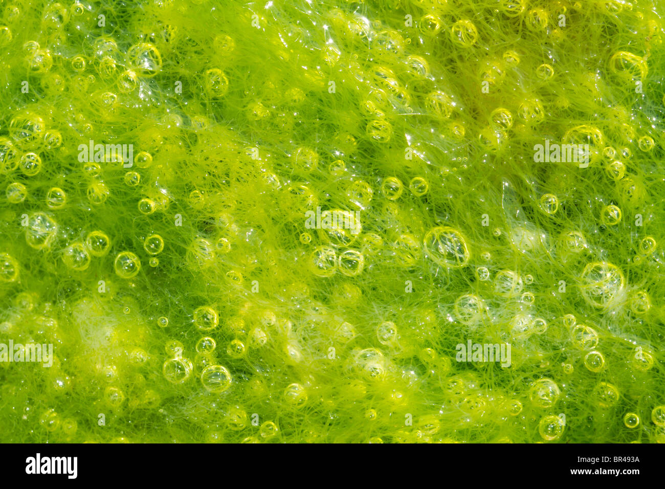 ulva alga background with bubbles at low tide Stock Photo