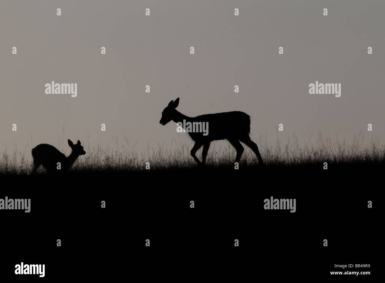 Fallow deer, Dama dama, group silhouetted on skyline, Kent, September 2010 Stock Photo