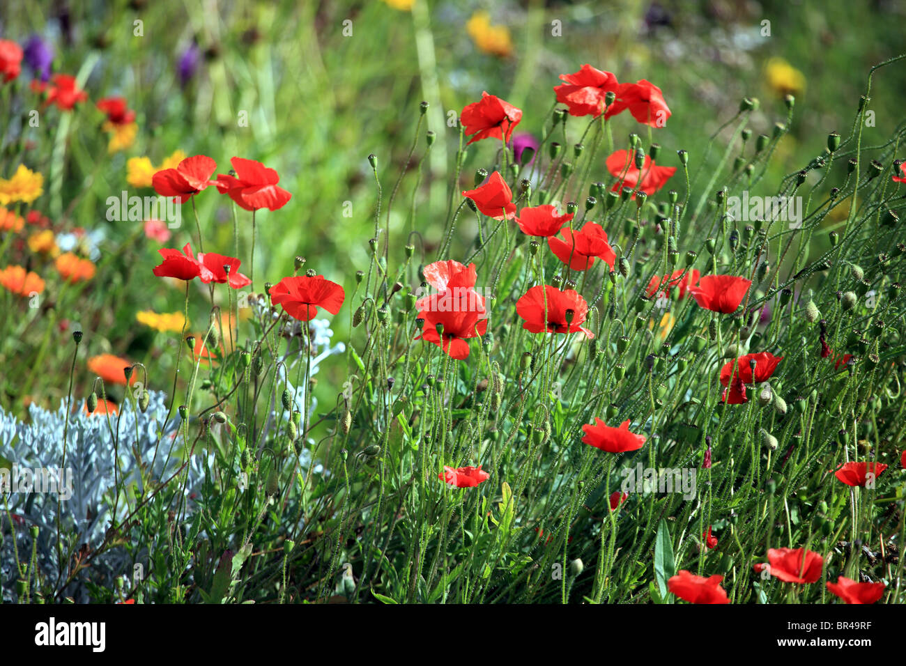Wild flower garden Stock Photo - Alamy
