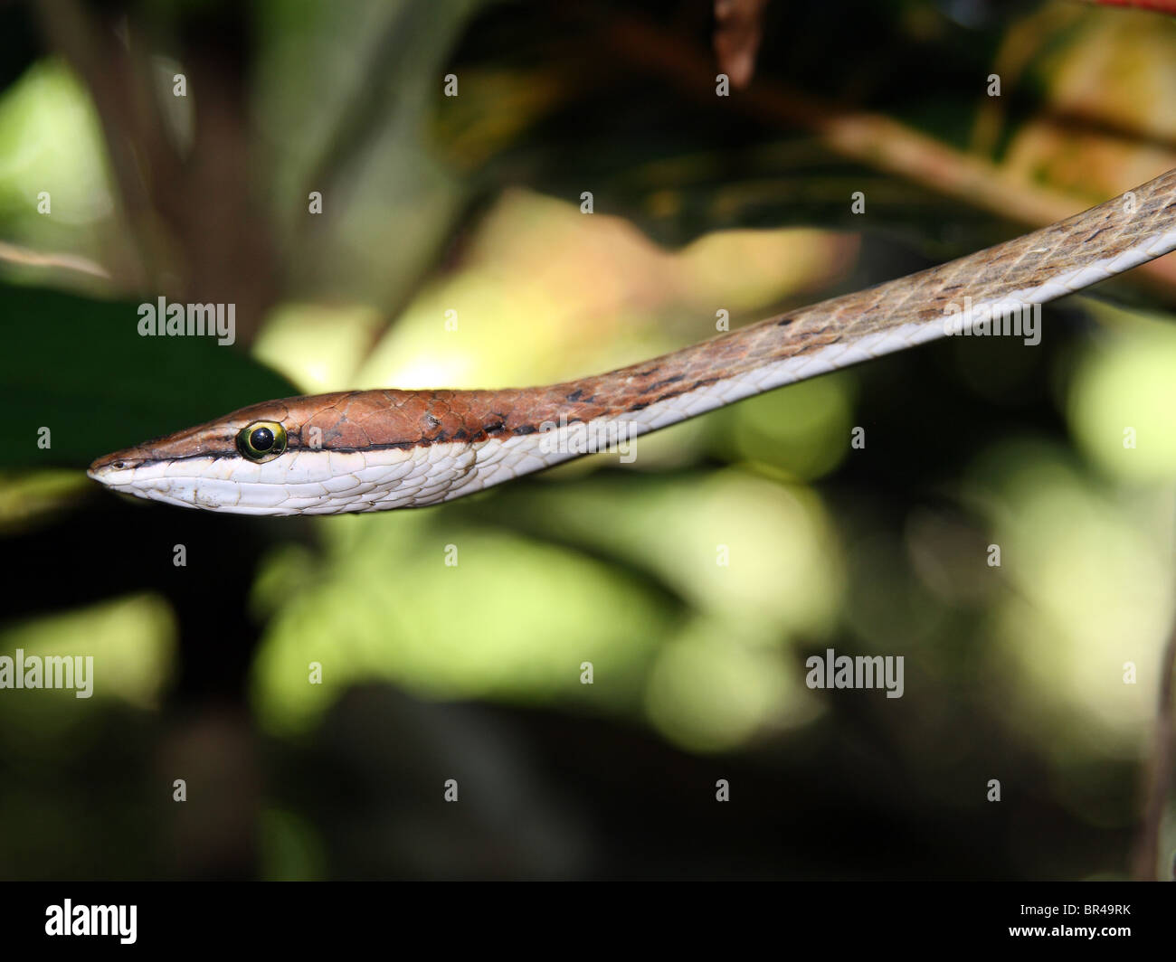 A Brown Vine Snake (Oxybelis aeneus) isolated in the foreground in Costa Rica Stock Photo