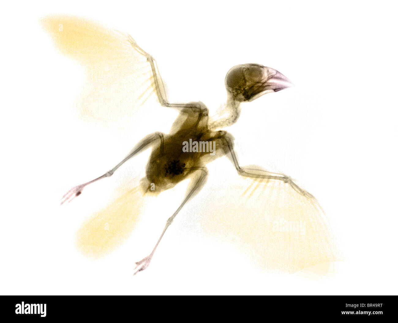 Xray of a bird hit by a car Stock Photo Alamy