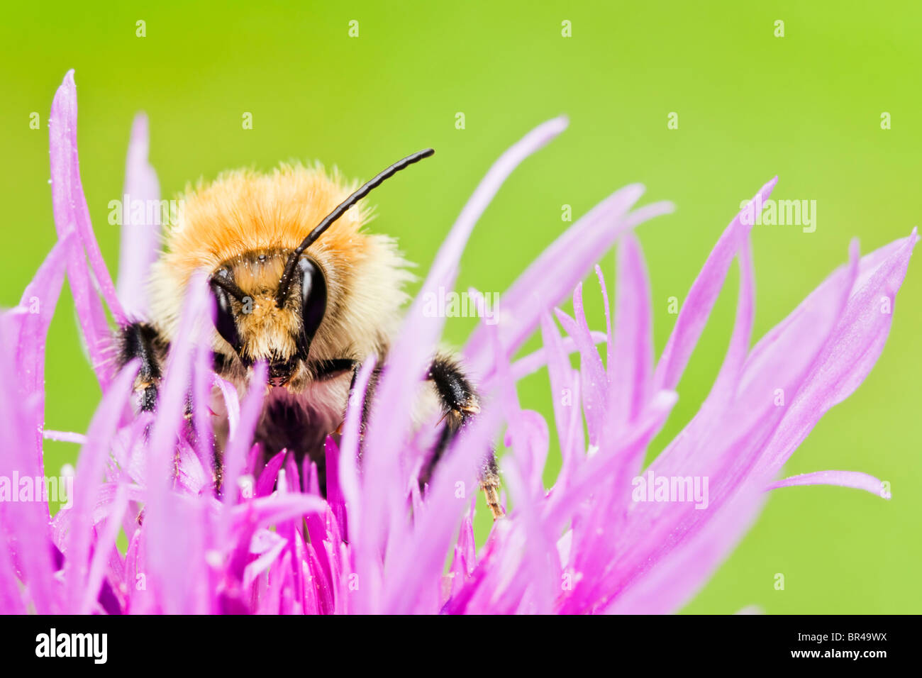 Common Carder Bee feeding on Knapweed Stock Photo