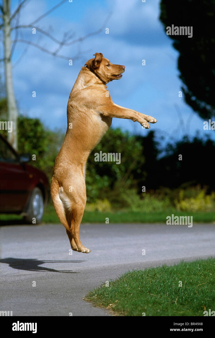 Dogs, Labrador Dog, Jumping Stock Photo Alamy