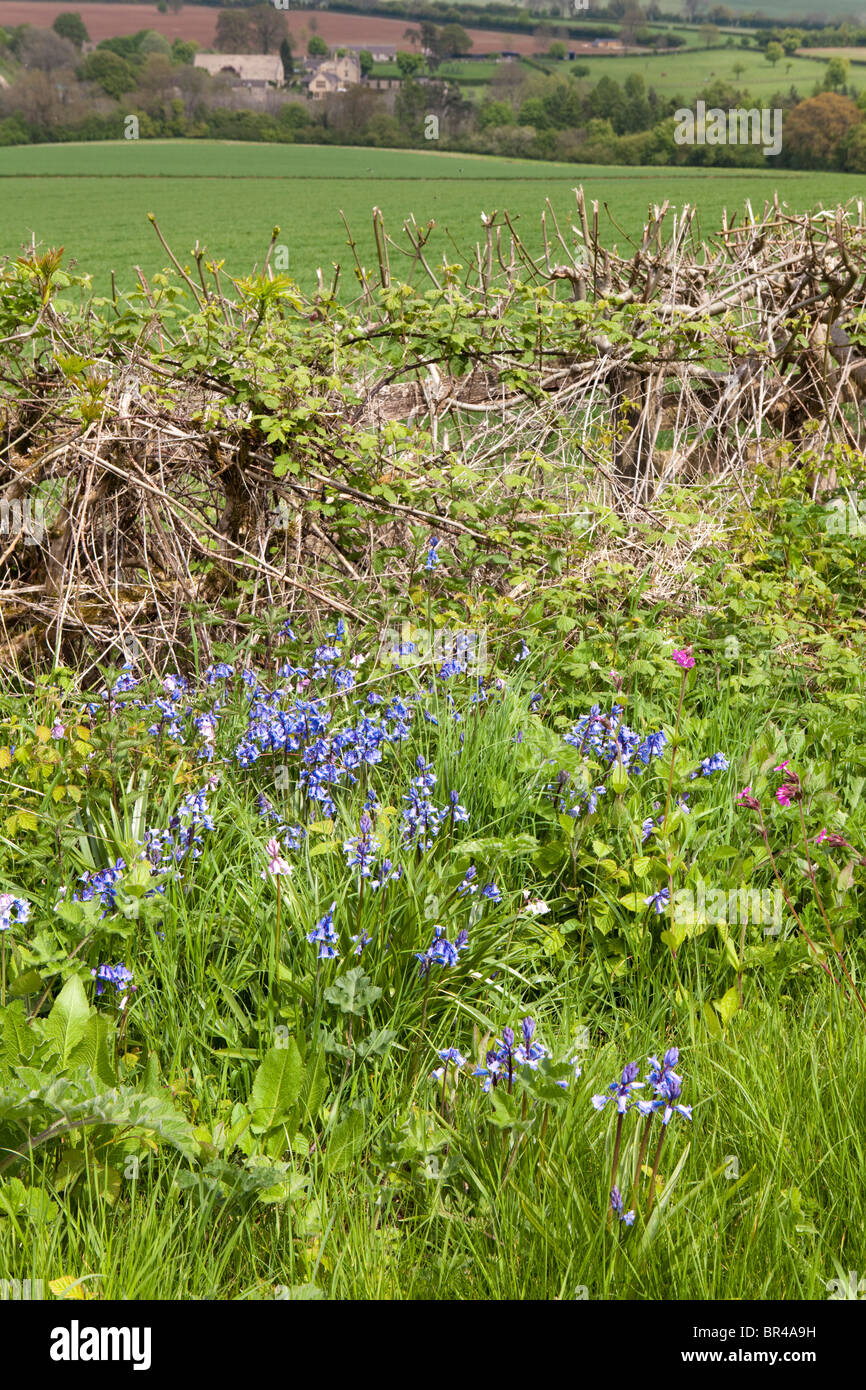 Bluebells in the verge near the Cotswold village of Guiting Power, Gloucestershire Stock Photo