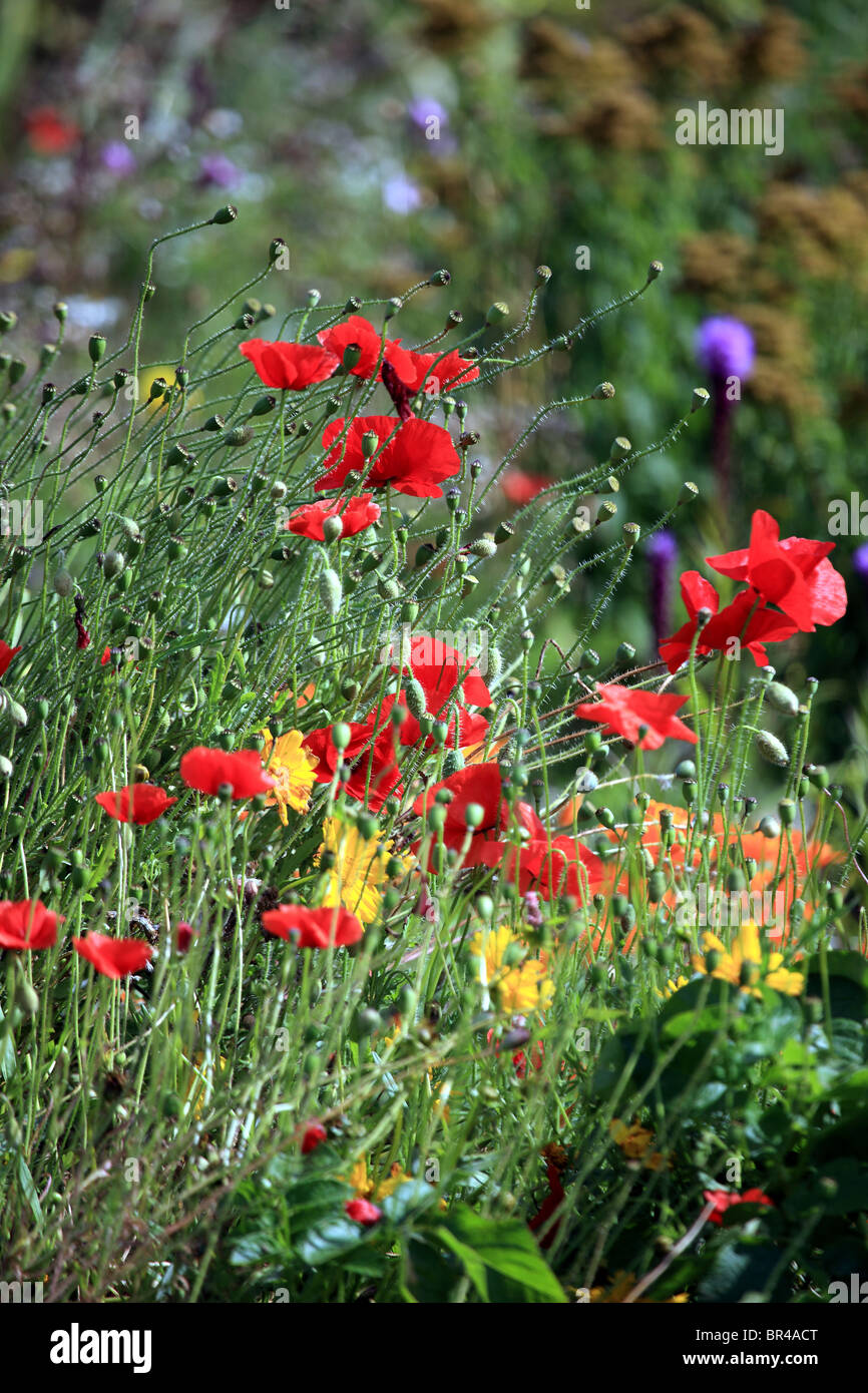 Summer flower garden hi-res stock photography and images - Alamy