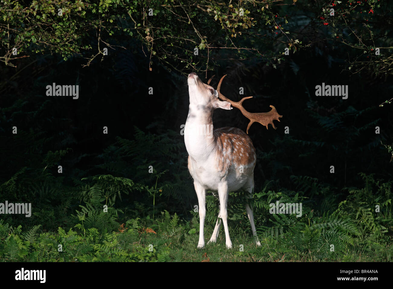 Fallow deer, Dama dama, single male browsing, Kent, September 2010 Stock Photo