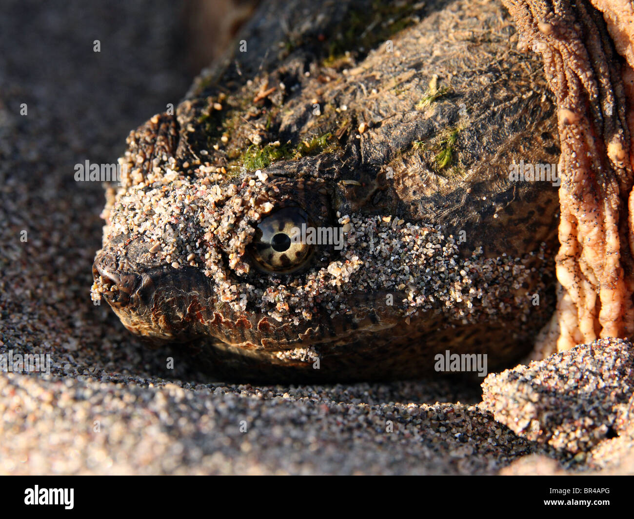 An Adult Female Common Snapping Turtle (Chelydra serpentina) Stock Photo