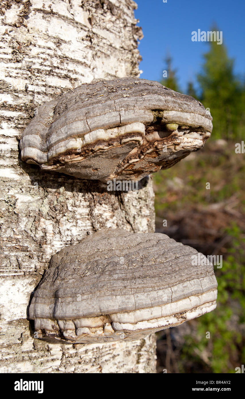 Bracket fungus on birch tree trunk , Finland Stock Photo Alamy