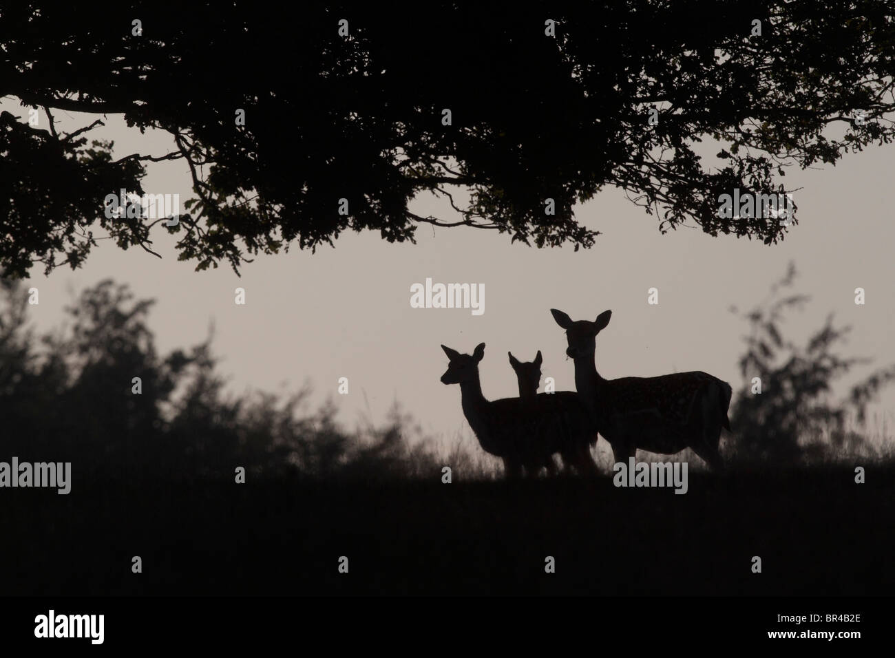 Fallow deer, Dama dama, group silhouetted on skyline, Kent, September 2010 Stock Photo