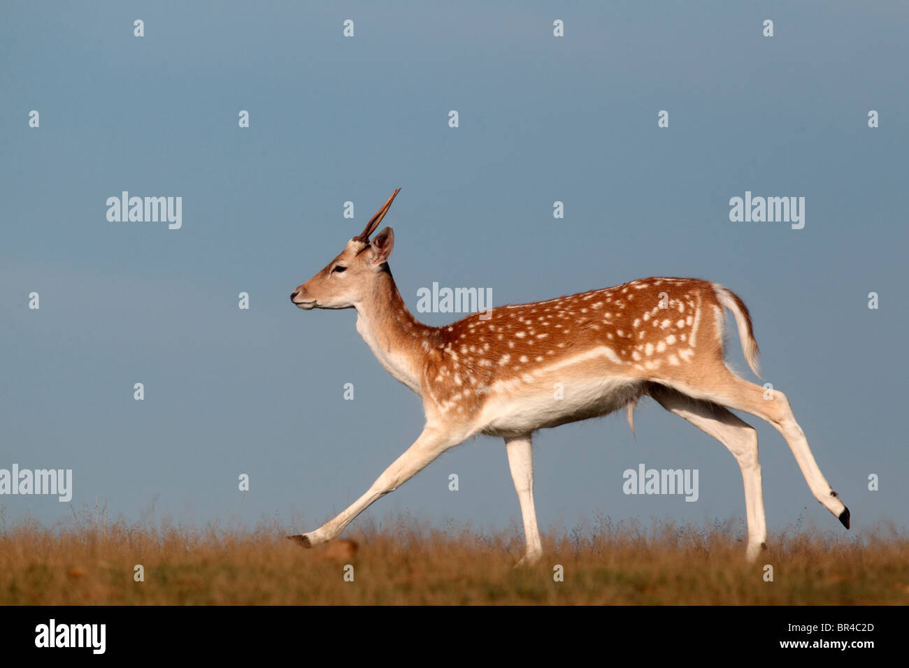 Fallow deer, Dama dama, single male running on grass, Kent, September 2010 Stock Photo