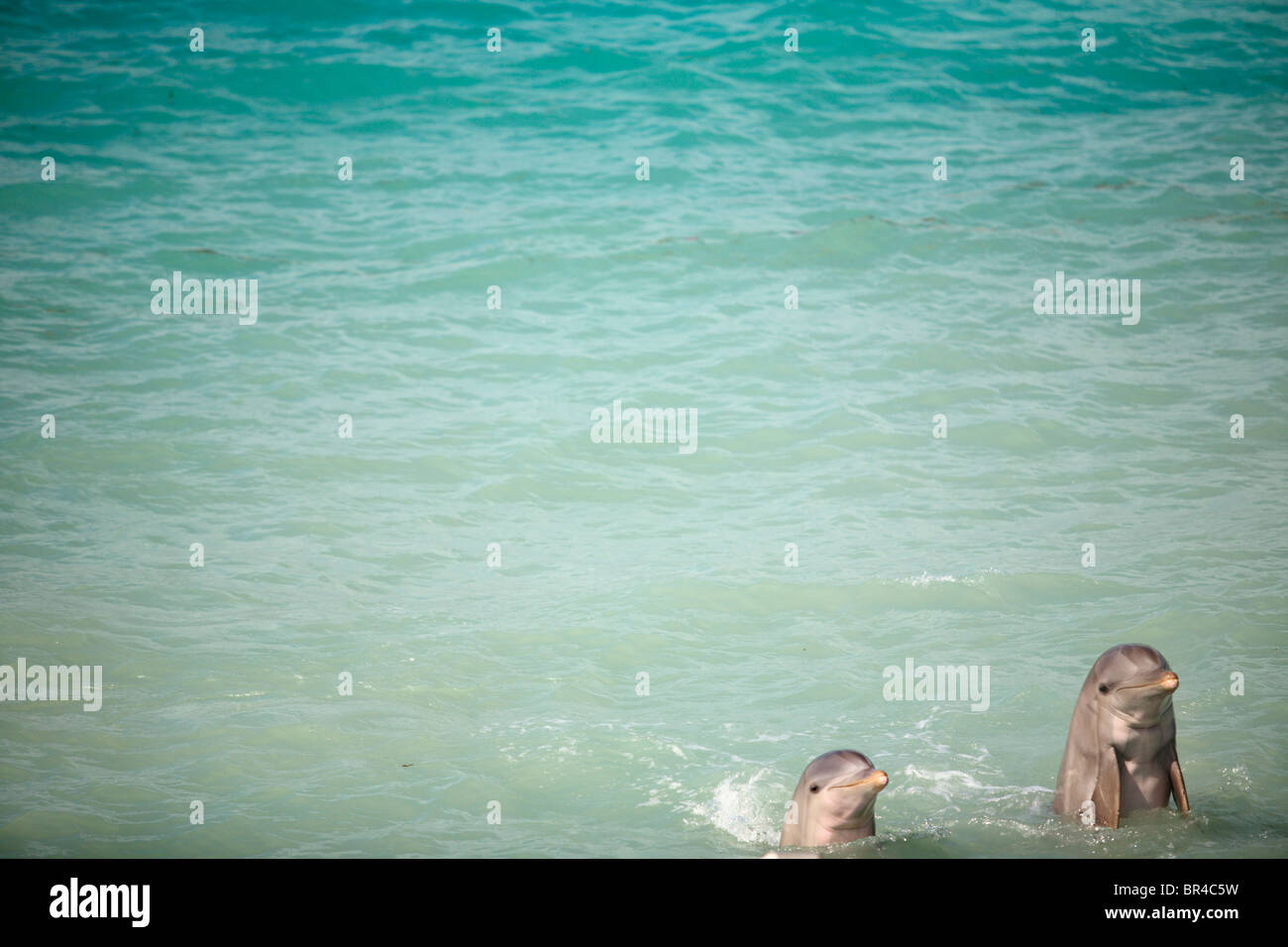 Dolphins at Isla Mujeres, Cancun, Mexico. Stock Photo