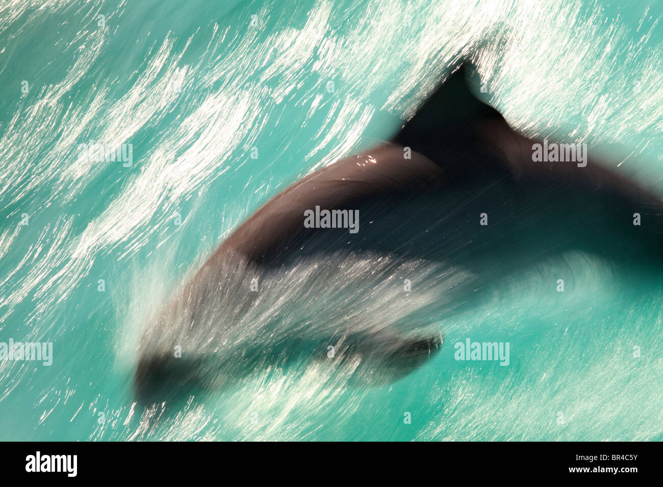 Dolphins at Isla Mujeres, Cancun, Mexico. Stock Photo