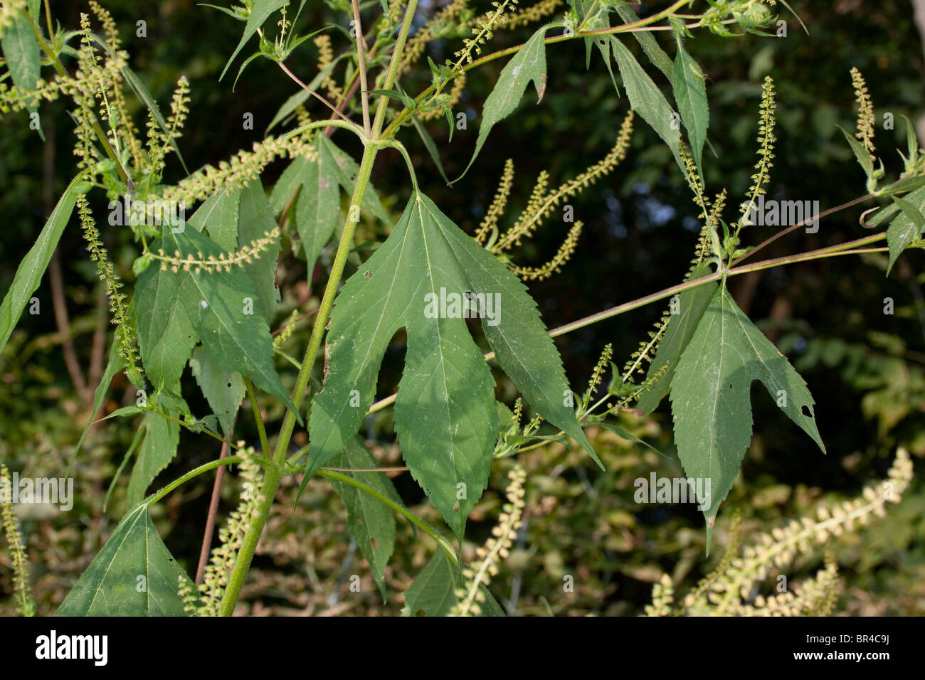 Giant Ragweed Ambrosia trifida Michigan USA Stock Photo