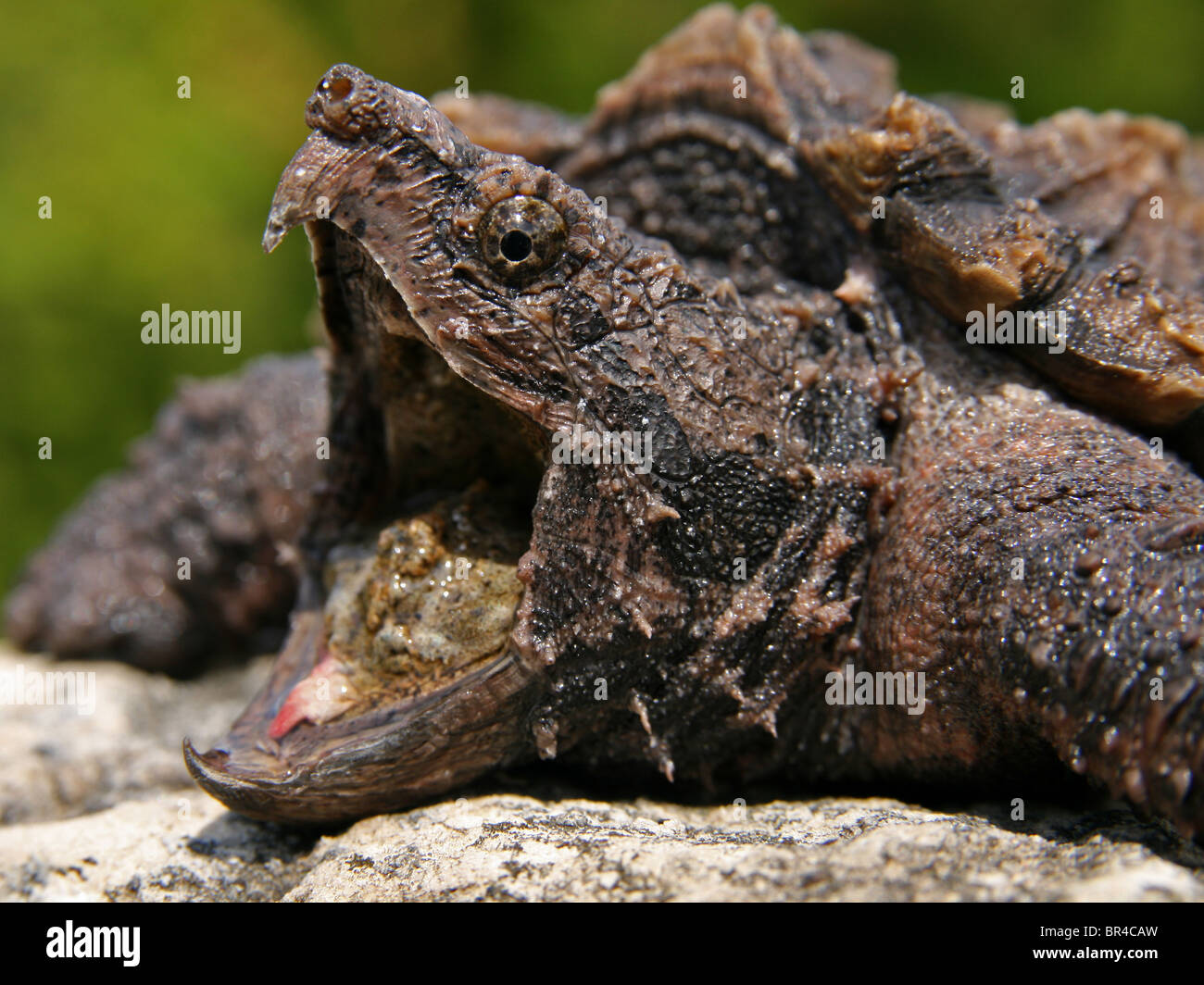 Alligator Snapping Turtle (Macrochelys temminckii) Stock Photo