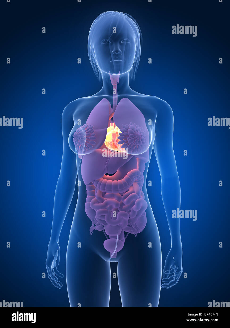 3d heart diagram hi-res stock photography and images - Alamy