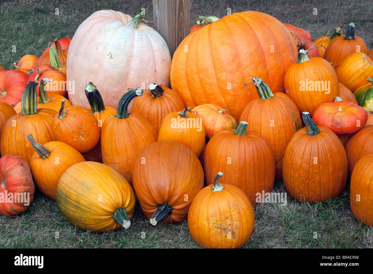 Pumpkins on display USA Stock Photo - Alamy