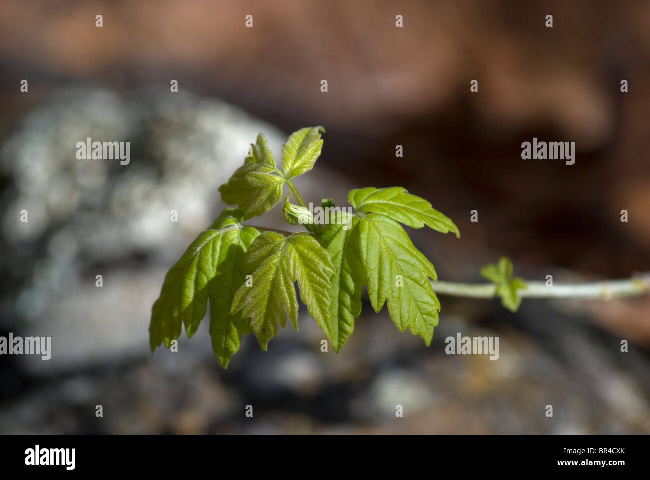 Freshly budded leaves from a Box Elder native to New Mexico (Acer negundo interius). Stock Photo