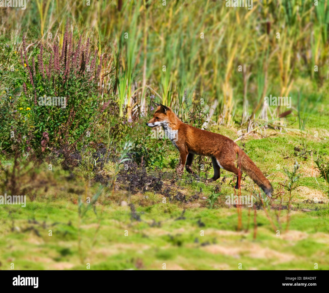Wild Red Fox (Vulpes Vulpes) on the prowl in Warwickshire countryside Stock Photo