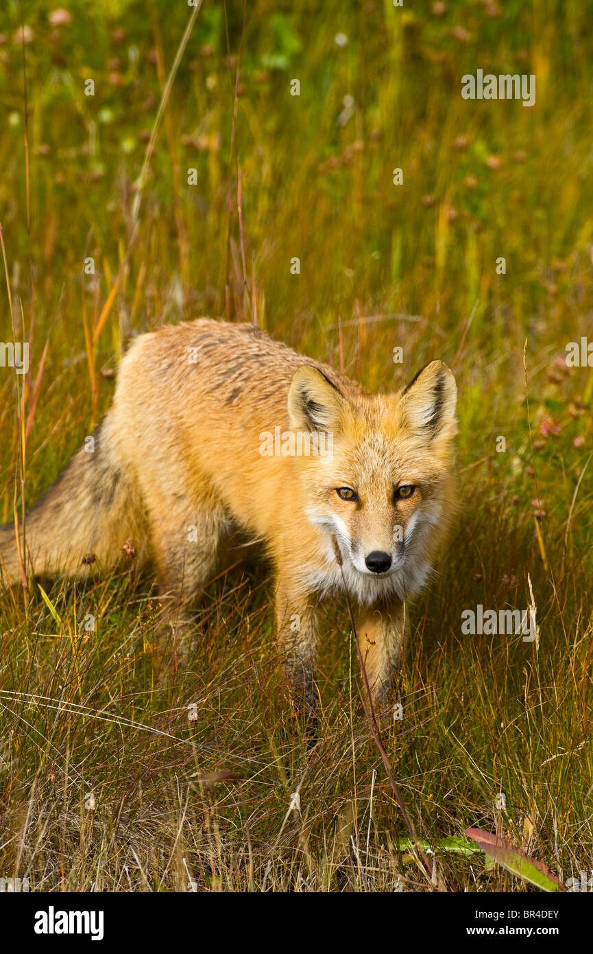 A wild red fox Stock Photo