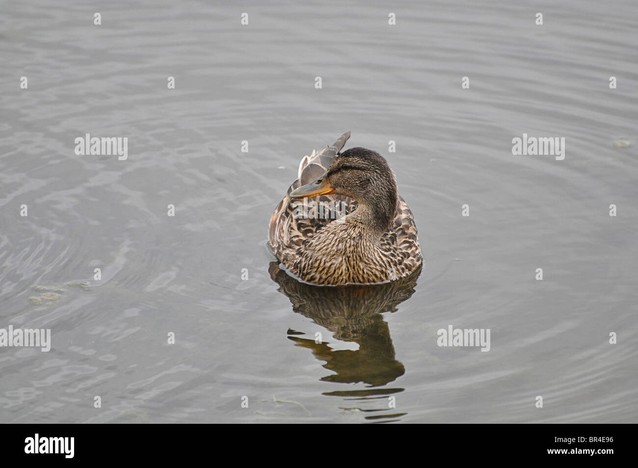 Duck swimming in a lake in Donegal, Ireland Stock Photo