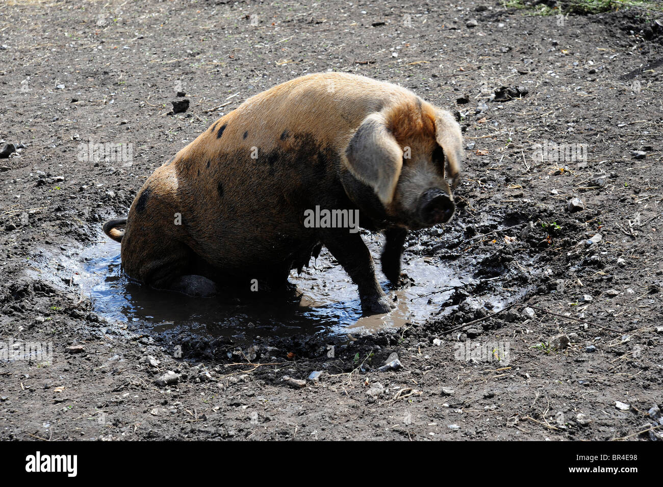 a tamworth pig wallowing in mud to keep cool Stock Photo - Alamy