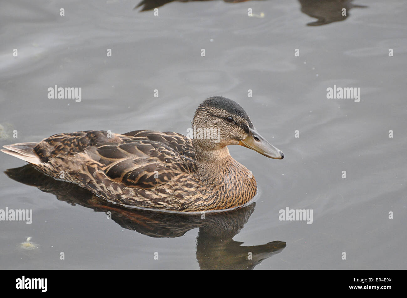 Duck swimming in a lake in Donegal, Ireland Stock Photo