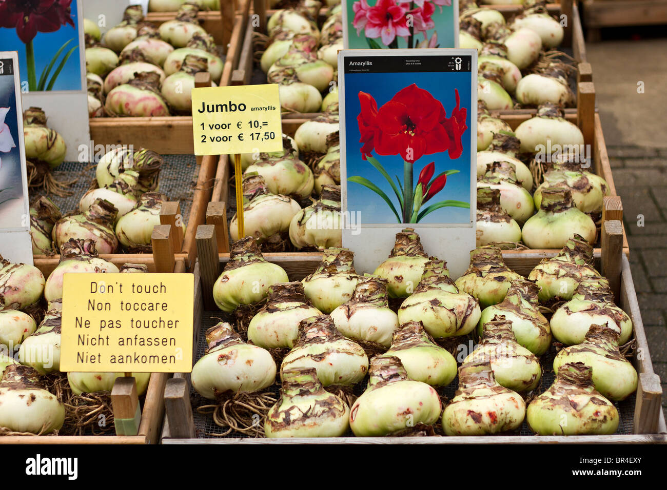 Giant Amaryllis bulbs on sale at Bloemenmarkt the Amsterdam Flower Market, Holland Stock Photo