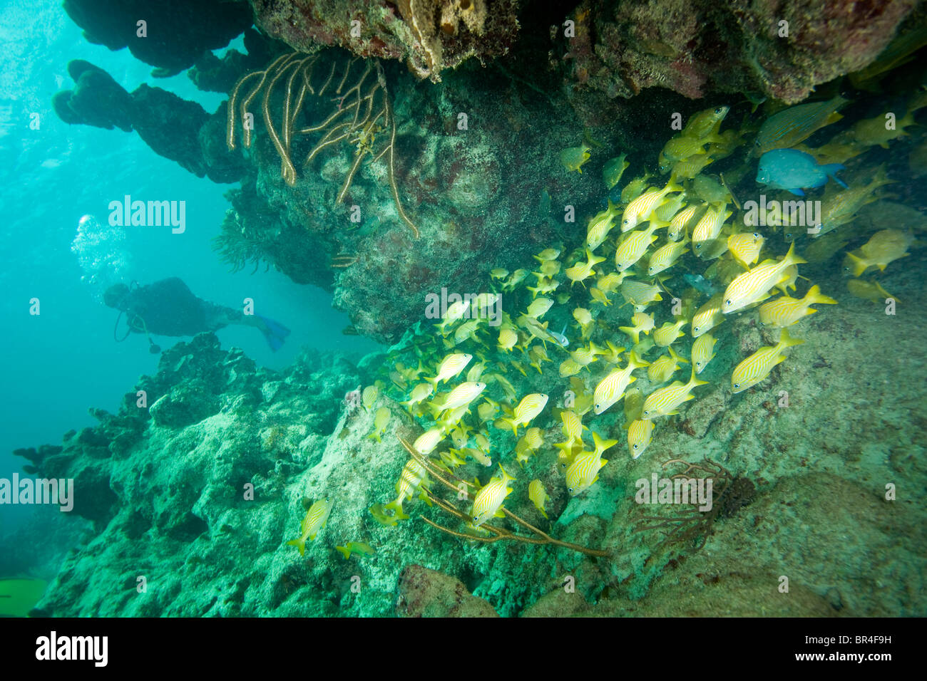 scuba diver & schooling yellowtail snappers, Virgin Gorda Island
