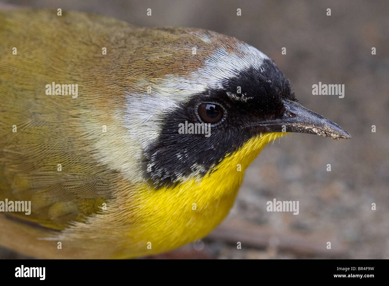 Common Yellowthroat, Geothlypis trichas, bird close up Stock Photo