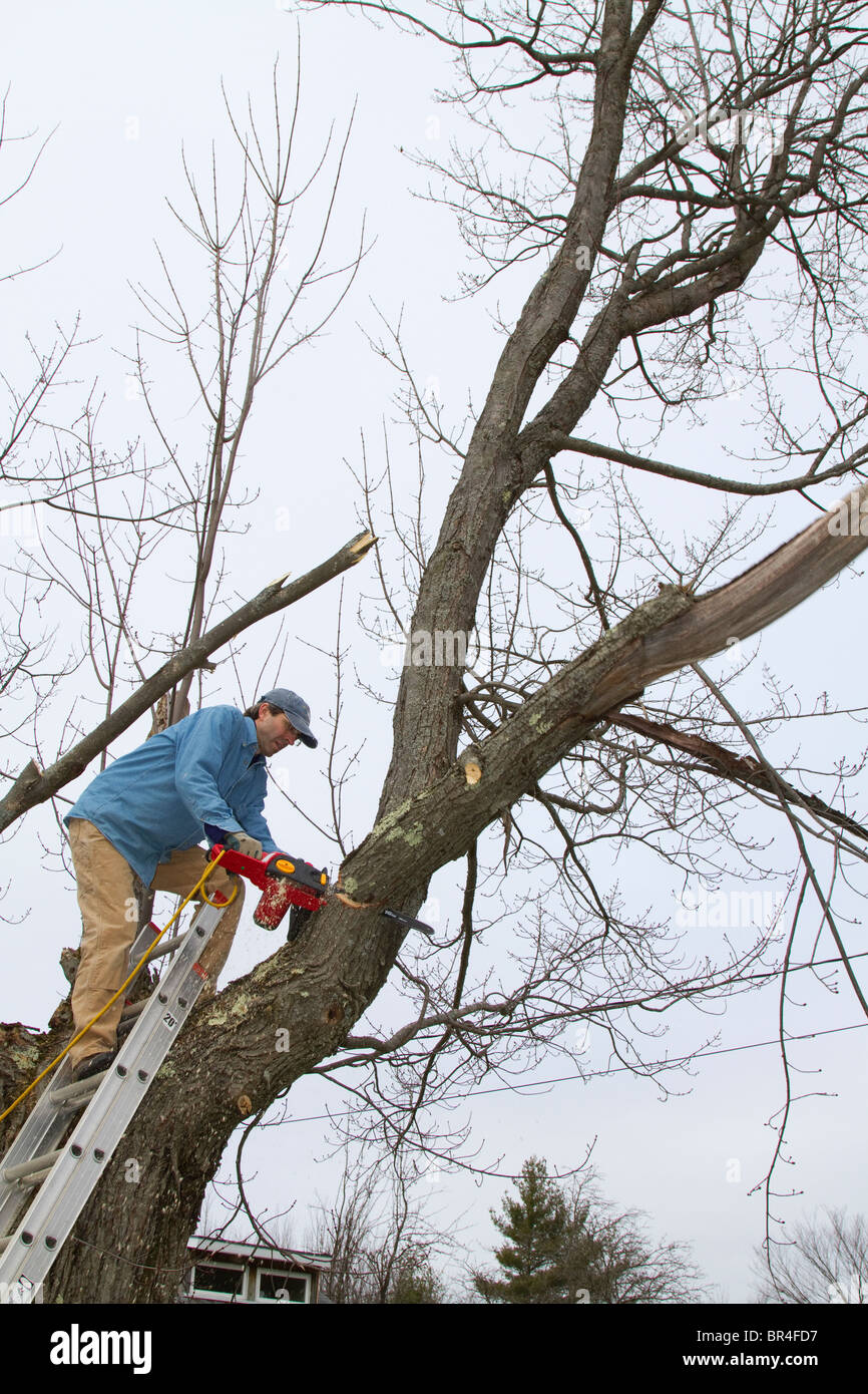 Cutting Branch Stock Photos & Cutting Branch Stock Images Alamy