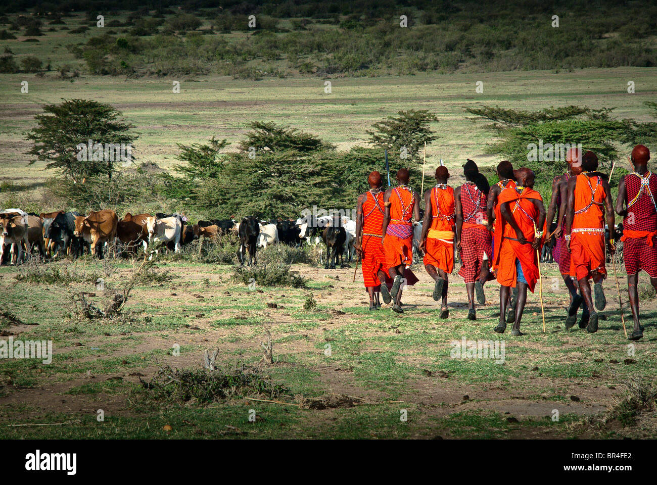 Masai men with cattle, Masai Mara, Kenya, Africa Stock Photo