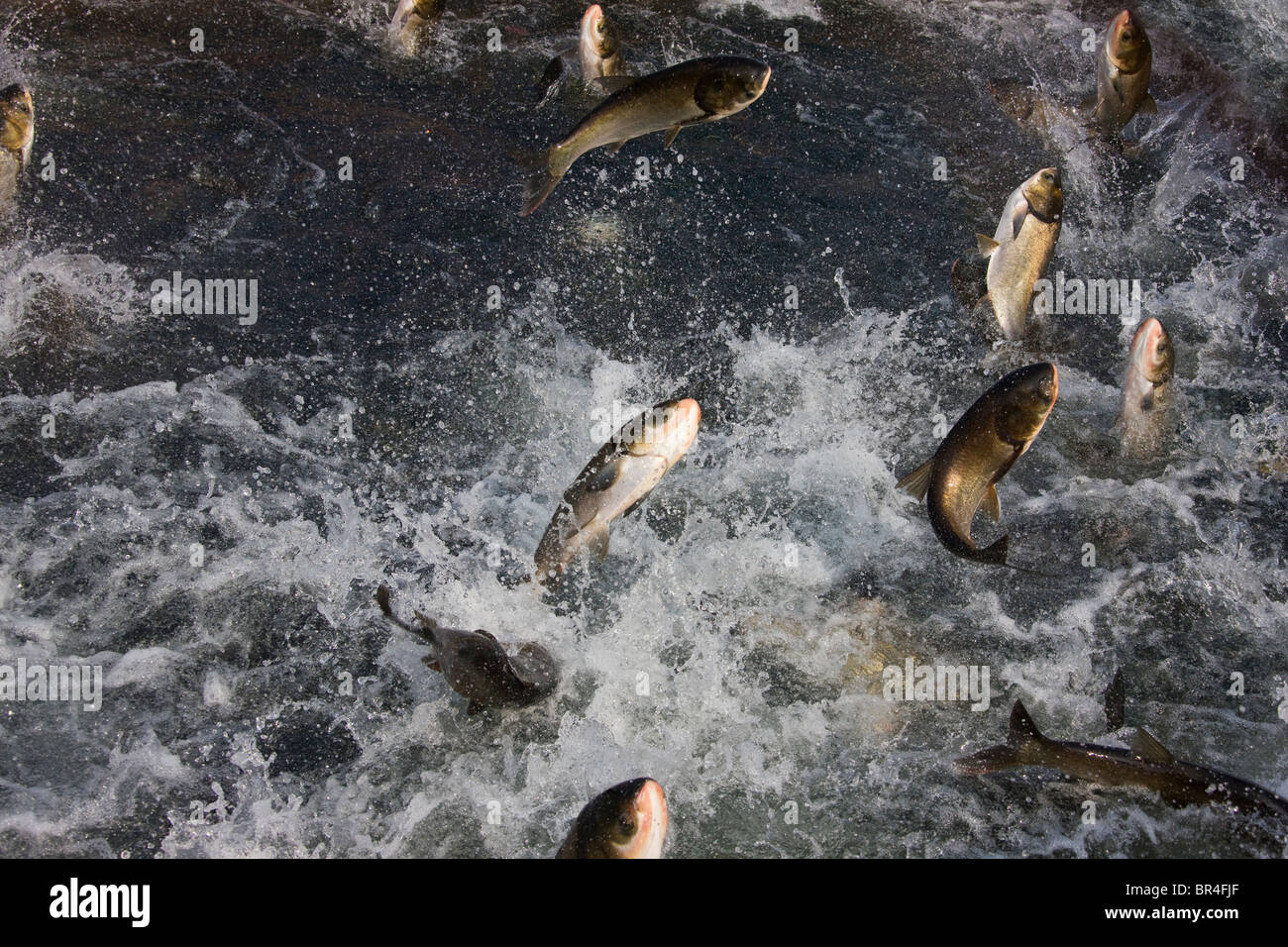 Fish jumping, Qiandao Lake (Thousand Island Lake), Jiande, Zhejiang Province, China Stock Photo