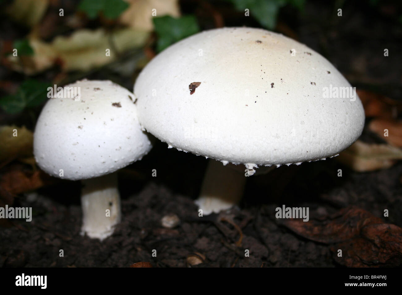 Horse Mushroom Agaricus arvensis Taken at Eastham Country Park, Wirral, Merseyside, UK Stock Photo
