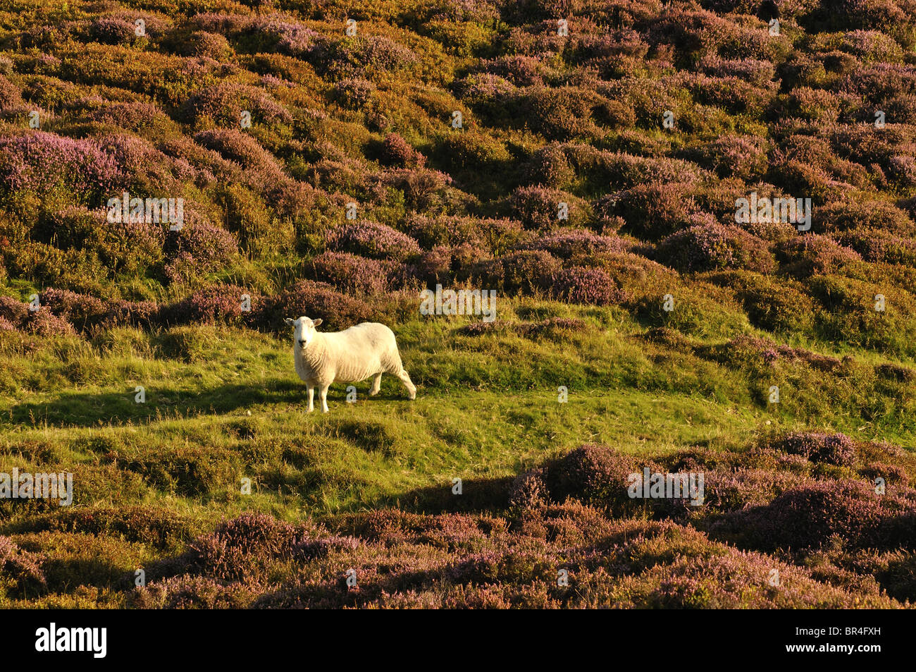 Foeldrygarn High Resolution Stock Photography and Images Alamy