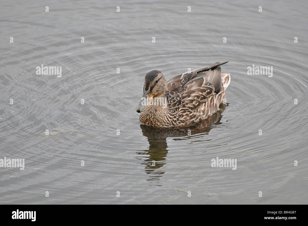Duck swimming in a lake in Donegal, Ireland Stock Photo