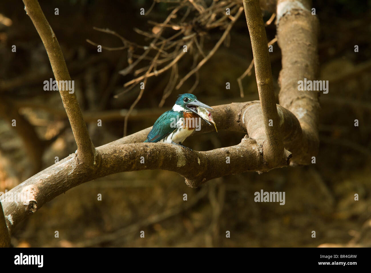 Amazon kingfisher bird eating a fish while perched on a branch in the Brazil Pantanal Stock Photo