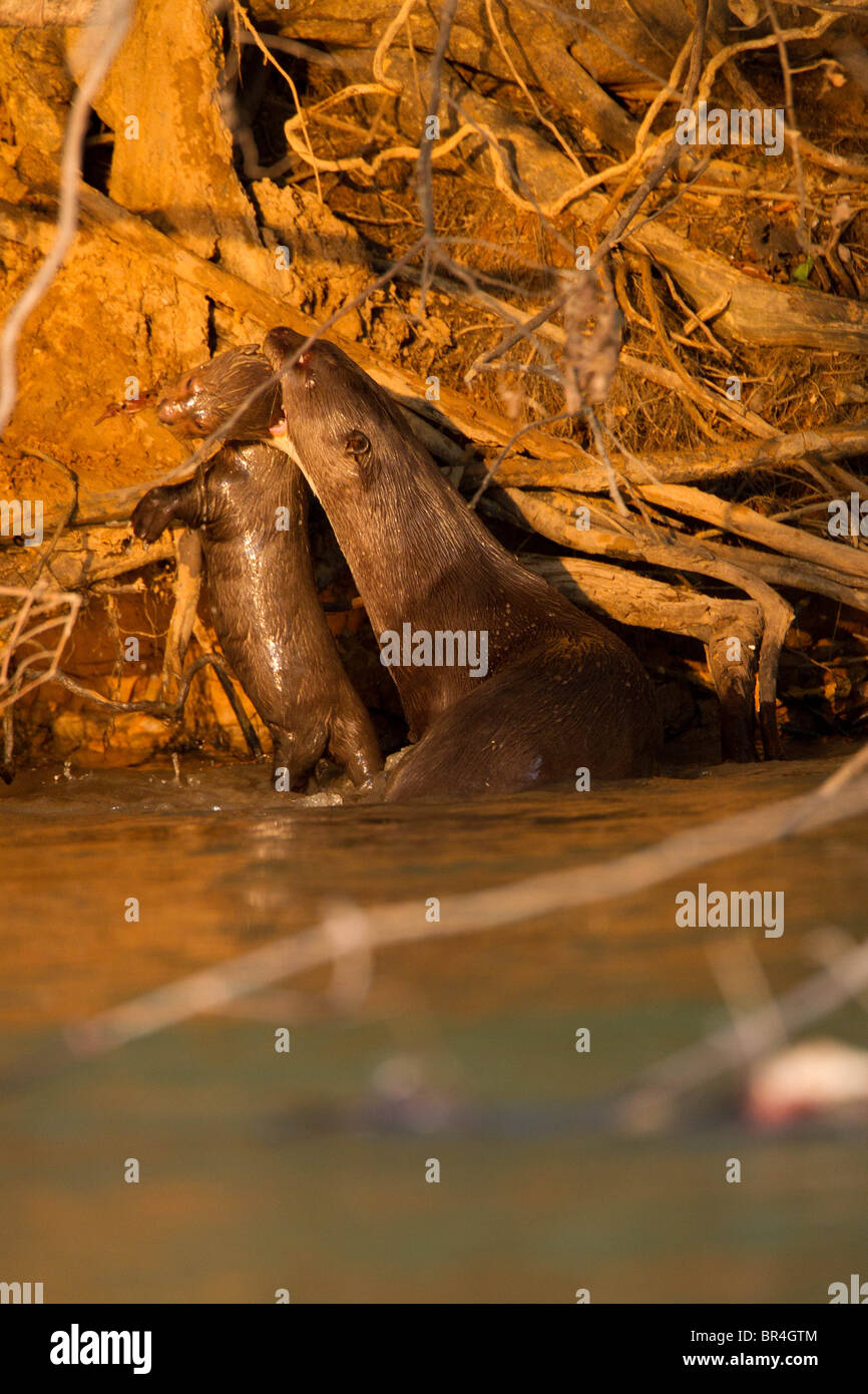 Giant otter holding a baby otter in it's mouth while climbing out the water in the Brazil Pantanal Stock Photo