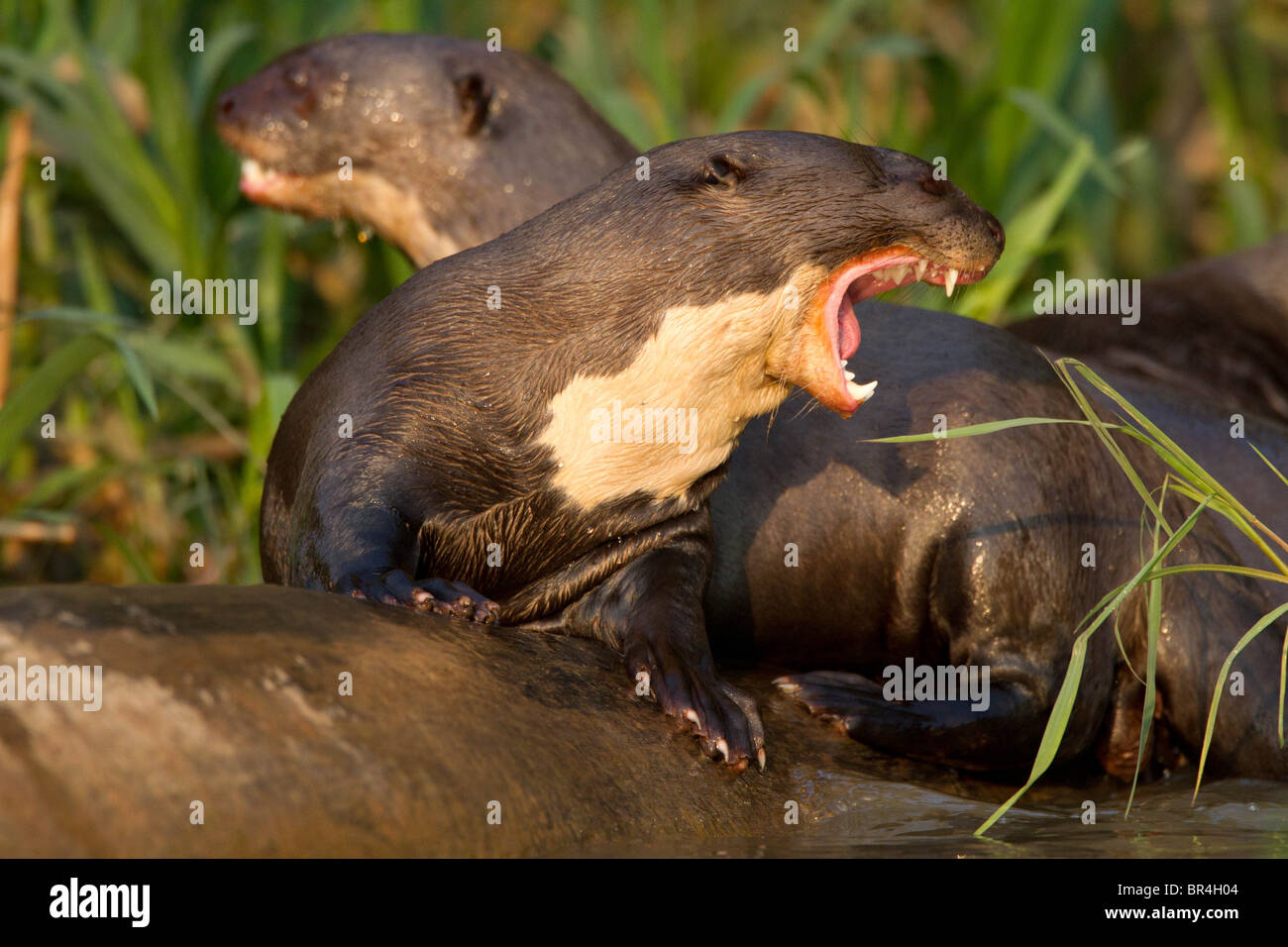 Giant otter growling at other otters in the Brazil Pantanal Stock Photo
