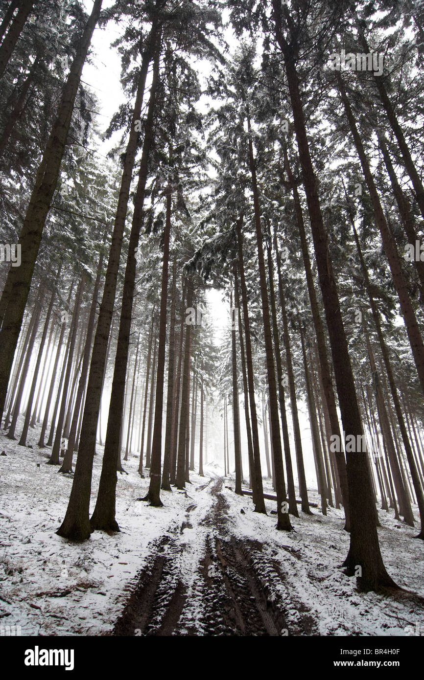 Forest road in winter and fog - bleak Stock Photo