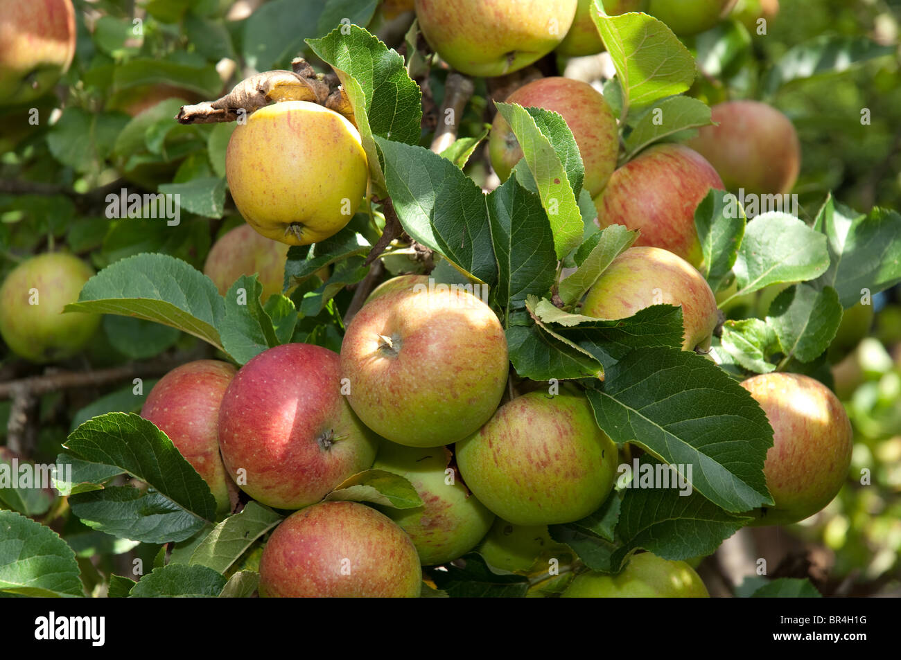 Apples on tree in a garden in England Stock Photo - Alamy